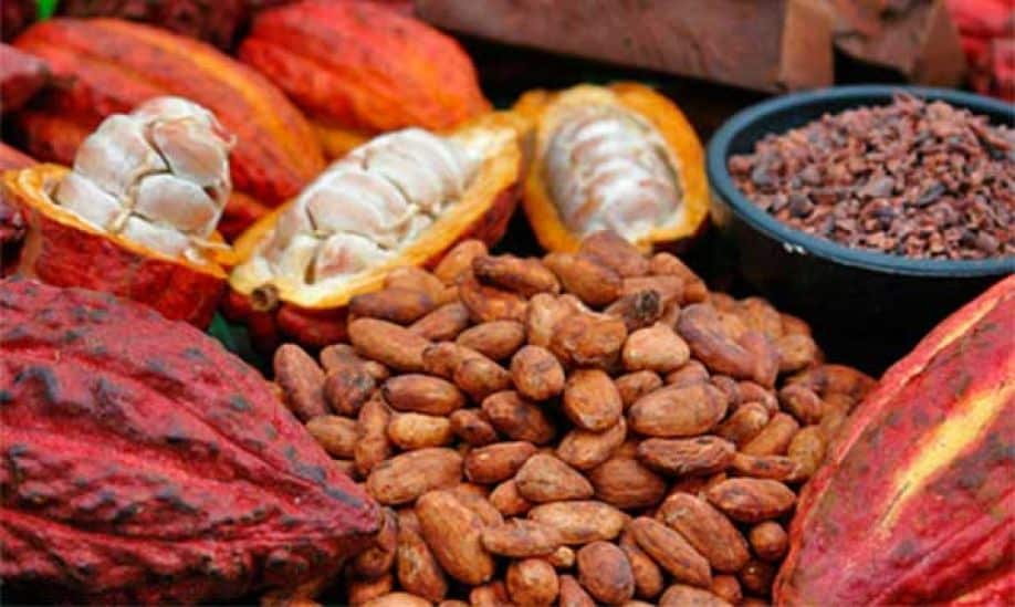 COCOA DAY, THE GOLDEN FRUIT