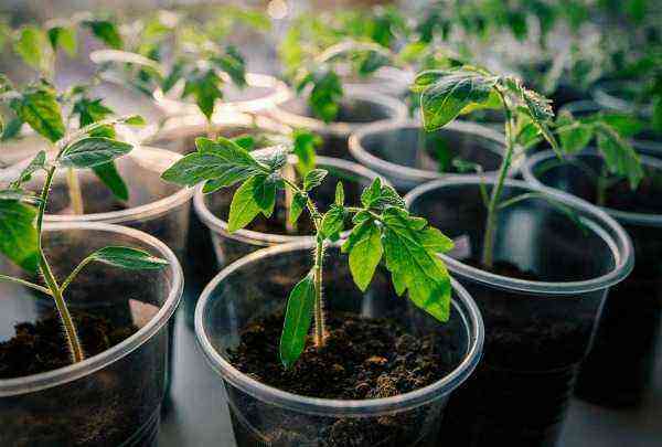 Caring for tomato seedlings after germination