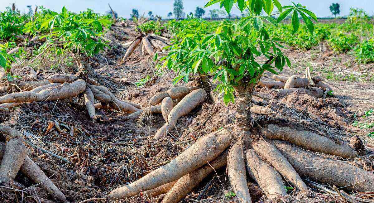 Cassava: see what can be done with this root