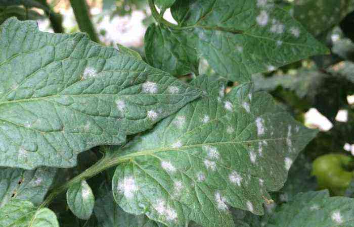 Caution: Harvest Killer! How to recognize white spot in time and properly cure tomatoes from septoria
