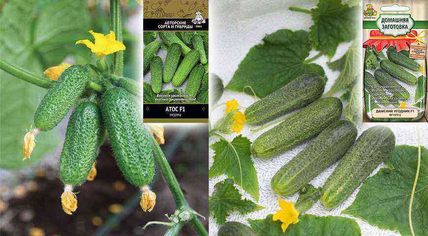 Valg af sorter af agurker til dit websted - trin for trin instruktioner