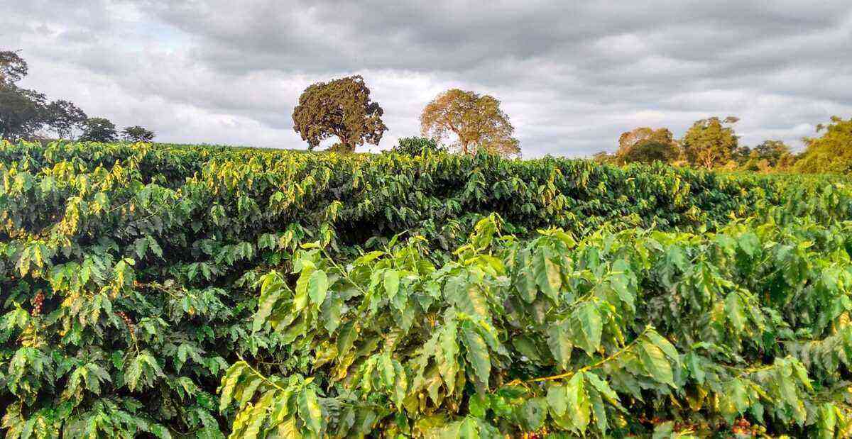 coffee plantation area