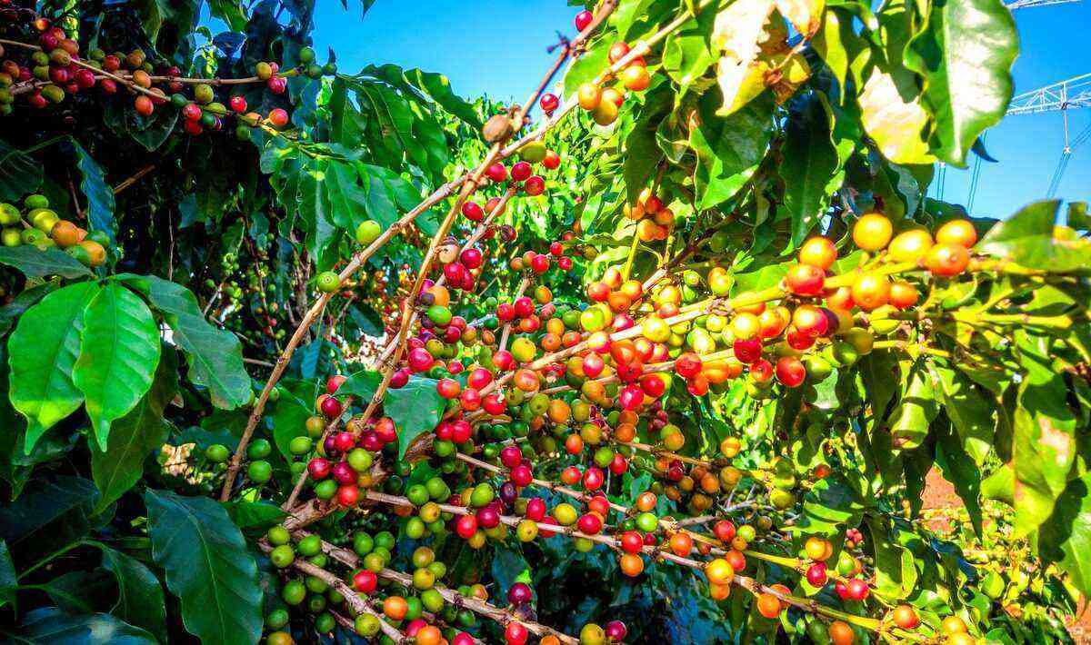 Coffee pruning: check out the necessary care
