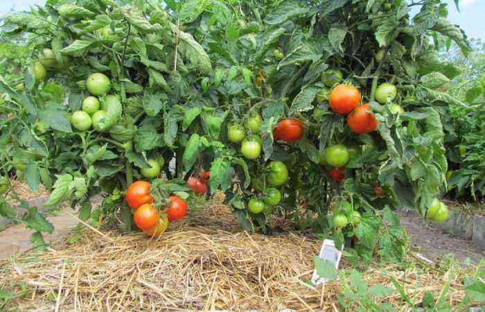 Common and very dangerous: how to recognize and effectively cure tomato fusarium in time