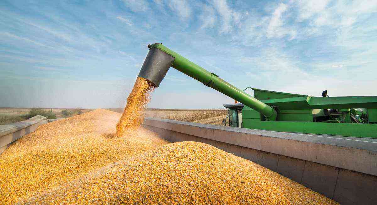Harvester unloads harvested corn in the field