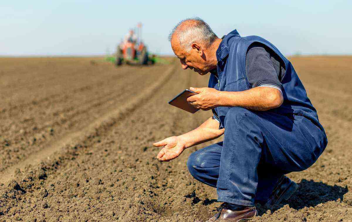 Farmer analyzes the seeds planted in the ground