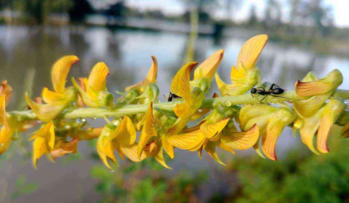 Crotalaria in the control of nematodes in the crop