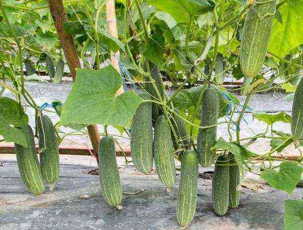 Cucumber news: what hybrids to include in the 2022 sowing plan
