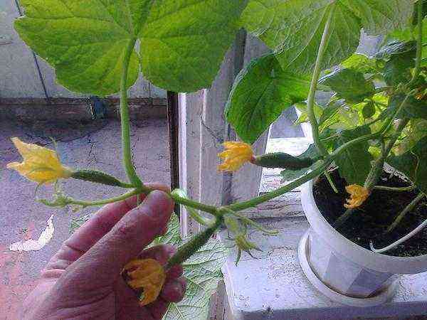 Cucumbers on the windowsill: choosing varieties and hybrids from the Gavrish agricultural company
