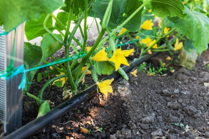 Cultivation of cucumbers in open ground