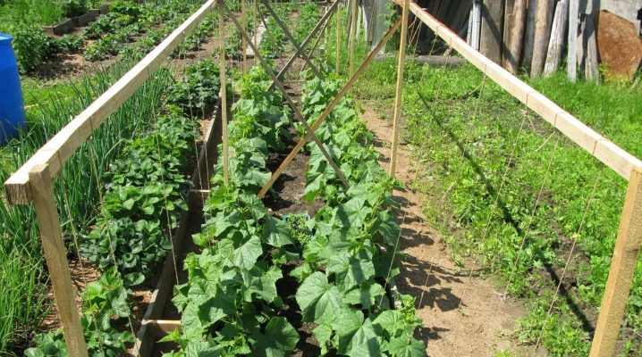 Cultivation of cucumbers in open ground