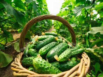 Cultivation of cucumbers