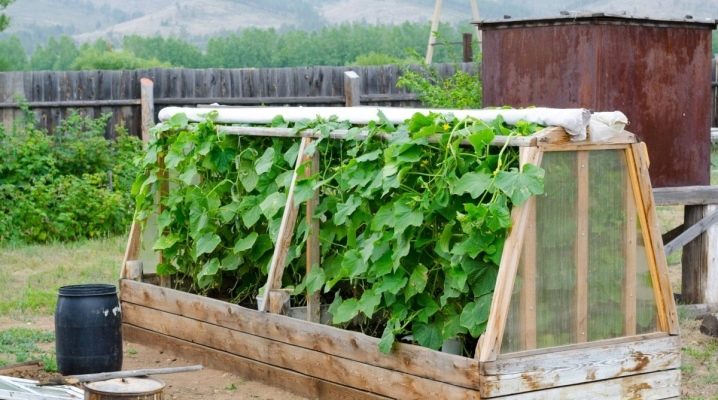 Description of beds for cucumbers and their preparation