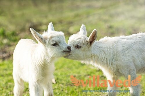 Diarrhea in goats