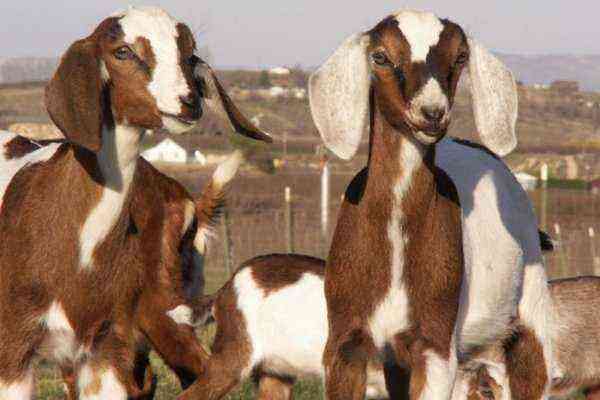 Difficulties in breeding Anglo-Nubian goats. And why is it worth the risk?