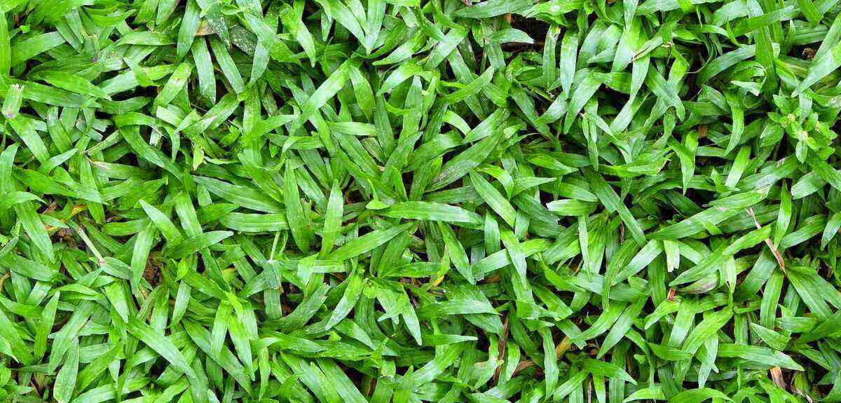 Discover 7 types of grass for your garden
