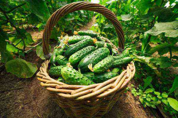 Do you think there are never too many cucumbers? Then you did not grow superbeam hybrids