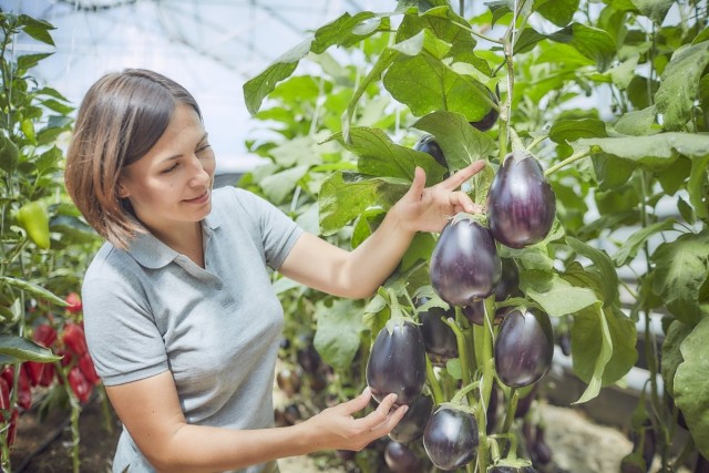 Eggplant - a longevity vegetable