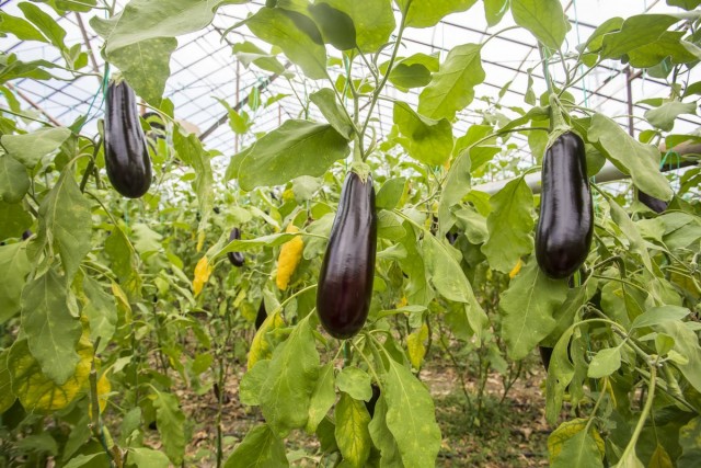Eggplant in a greenhouse - growing rules and the best varieties