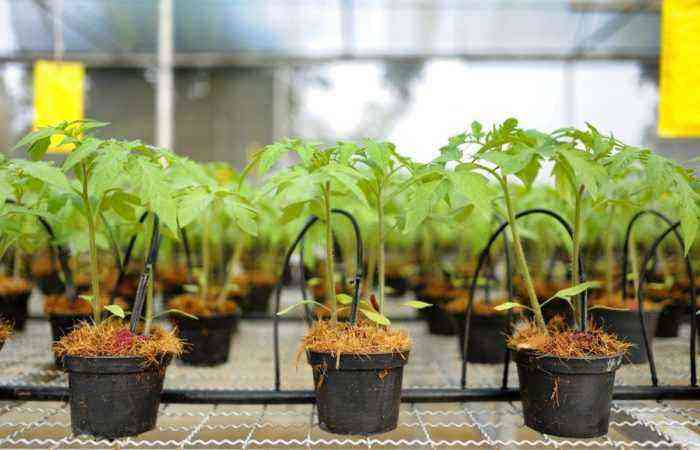 Tomato seedlings in plastic pots