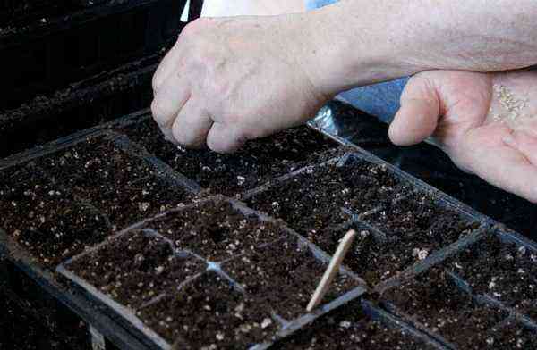 Favorable days for sowing tomatoes for seedlings in 2020