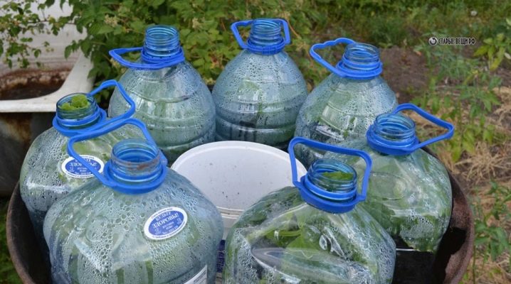 Funktioner ved dyrkning af agurker i 5-liters flasker