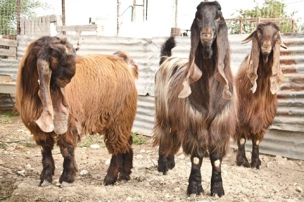 Ciri-ciri memelihara dan membiak kambing Shami