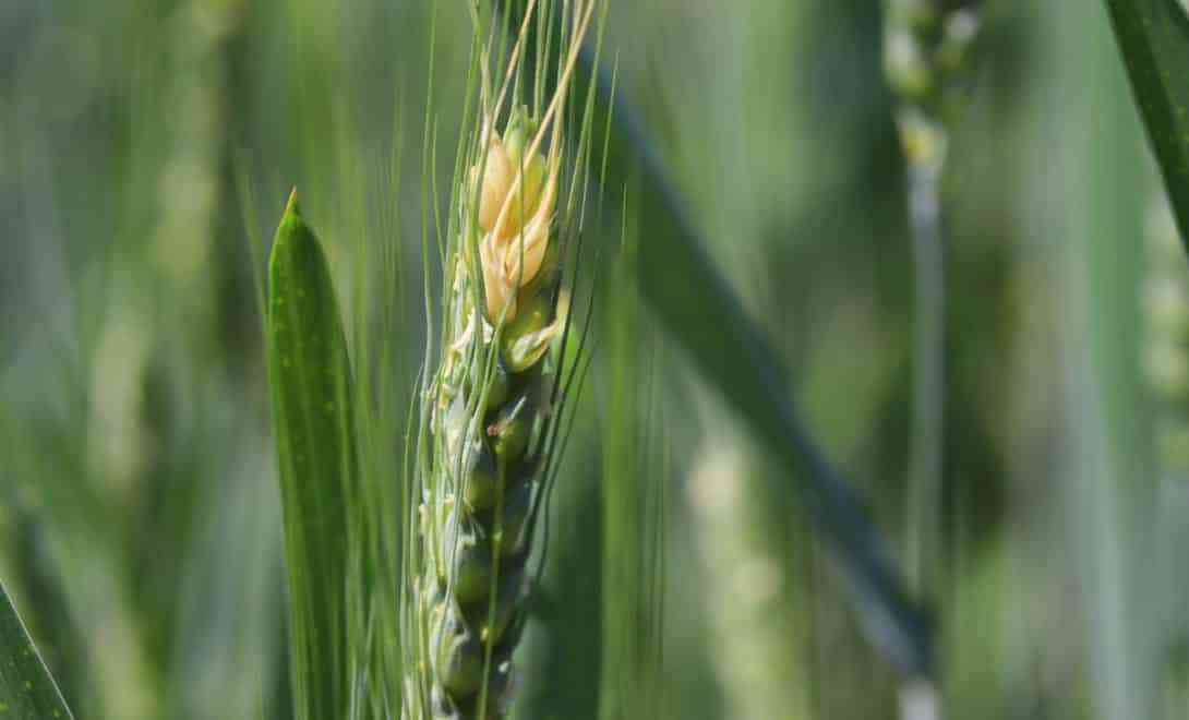 Ear of wheat infected by the Fever disease