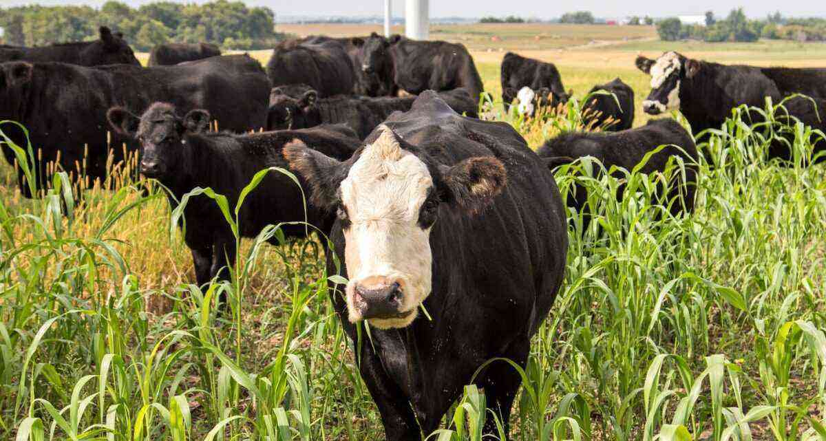 Forage sorghum in the feeding of the herd