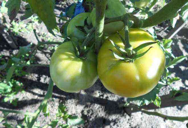 Unripe growing tomatoes on the bushes