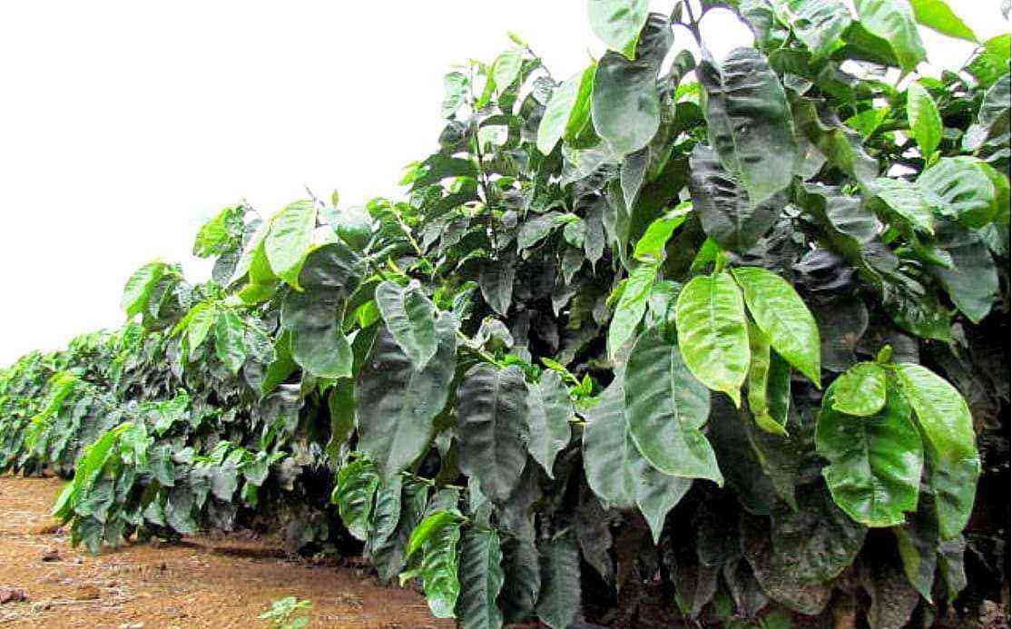 Frost on coffee: what are the impacts on the crop