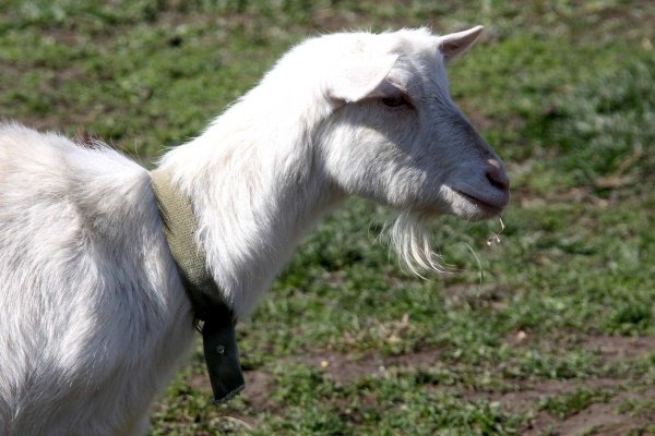 Goat breed Russian White