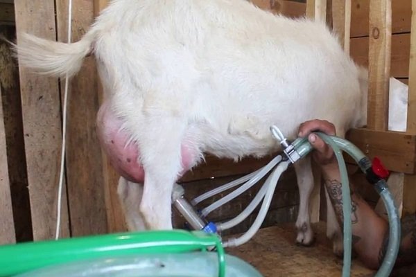 Goat milking machine