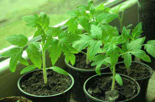“Golden mean” – how to organize competent watering for tomato seedlings