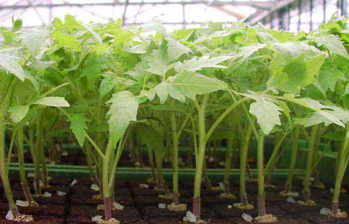 Good “nutrition” is the key to success: when and how to fertilize tomato seedlings so that top dressing gives maximum benefit