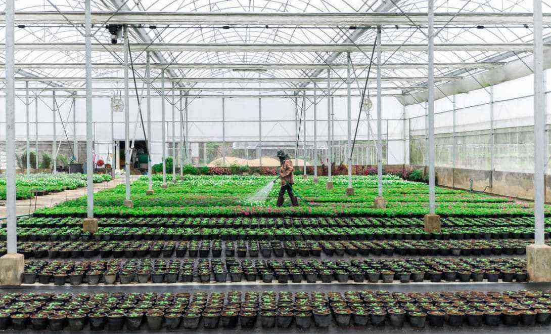 Greenhouse for plants: types and functions