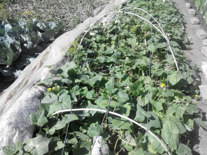 Shuka cucumbers a cikin greenhouse