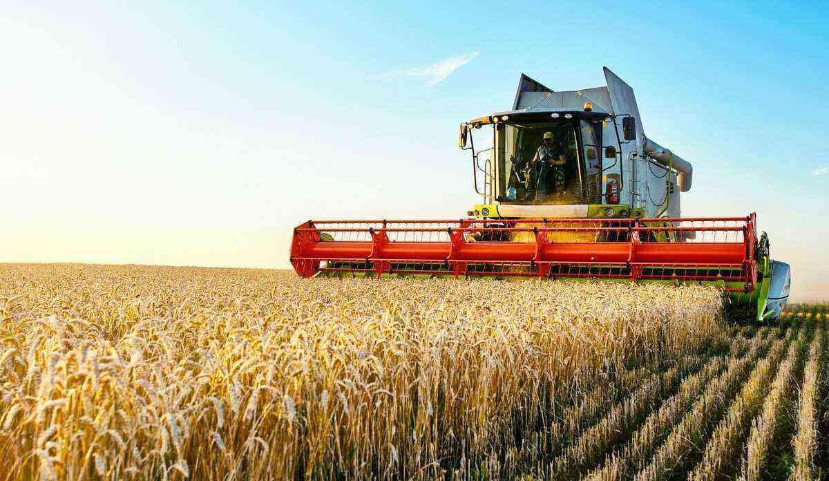 Harvest, off-season and off-season: understand the differences
