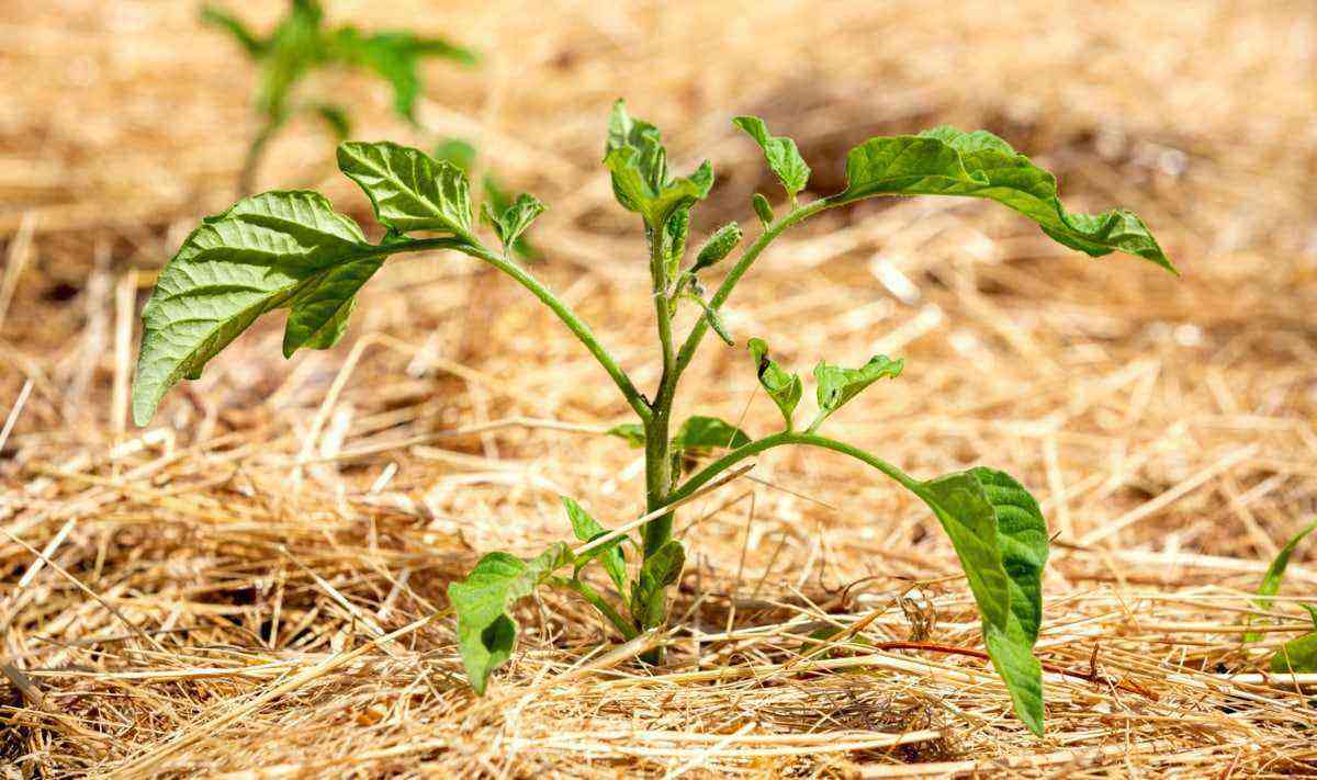 Plant germinated in straw