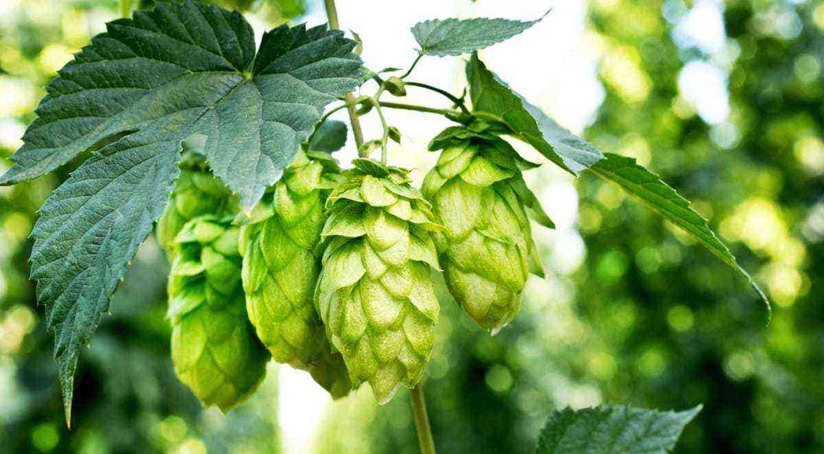 Planting hops with emphasis on flowers