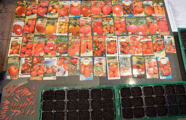 How to choose tomato seeds for planting seedlings