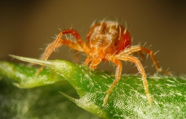 Spider mite sitting on a leaf