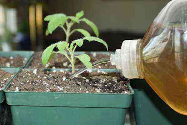 How to feed tomato seedlings for growth at home