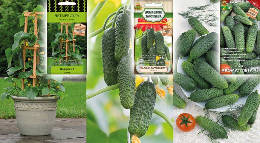 How to grow cucumbers: detailed instructions