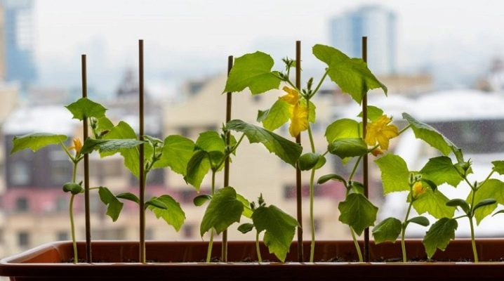 How to grow cucumbers on a windowsill?