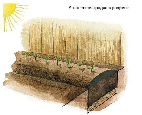 Sådan dyrker du de tidligste Lukhovitsky-agurker på egen hånd