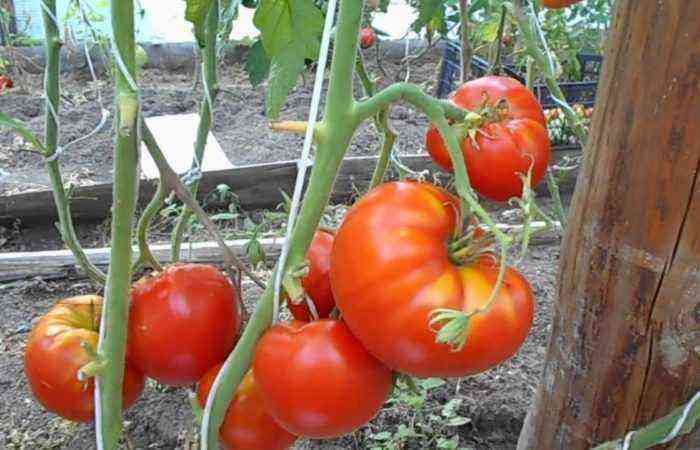 Several tomatoes on a branch