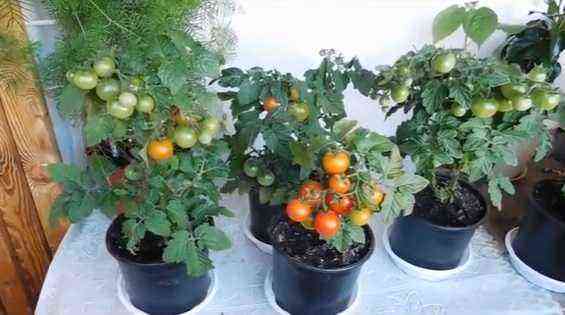 How to grow tomatoes on a windowsill in an apartment: step by step instructions