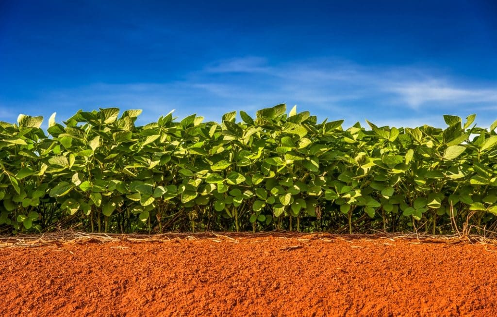 Plantation showing soil, soybeans and sky