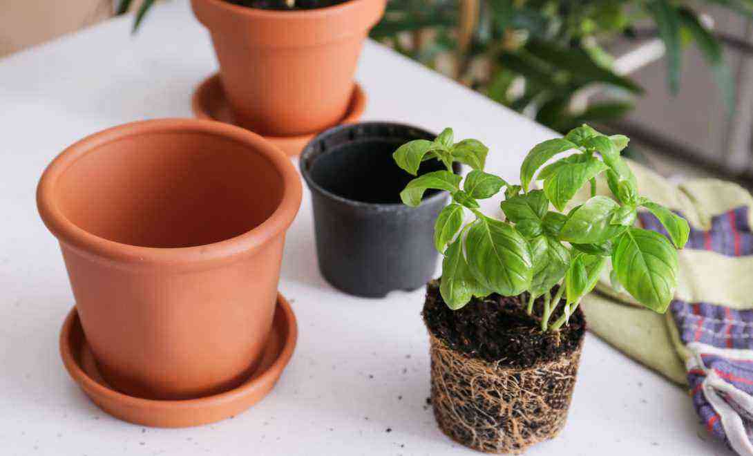 How to plant basil: learn growing tips